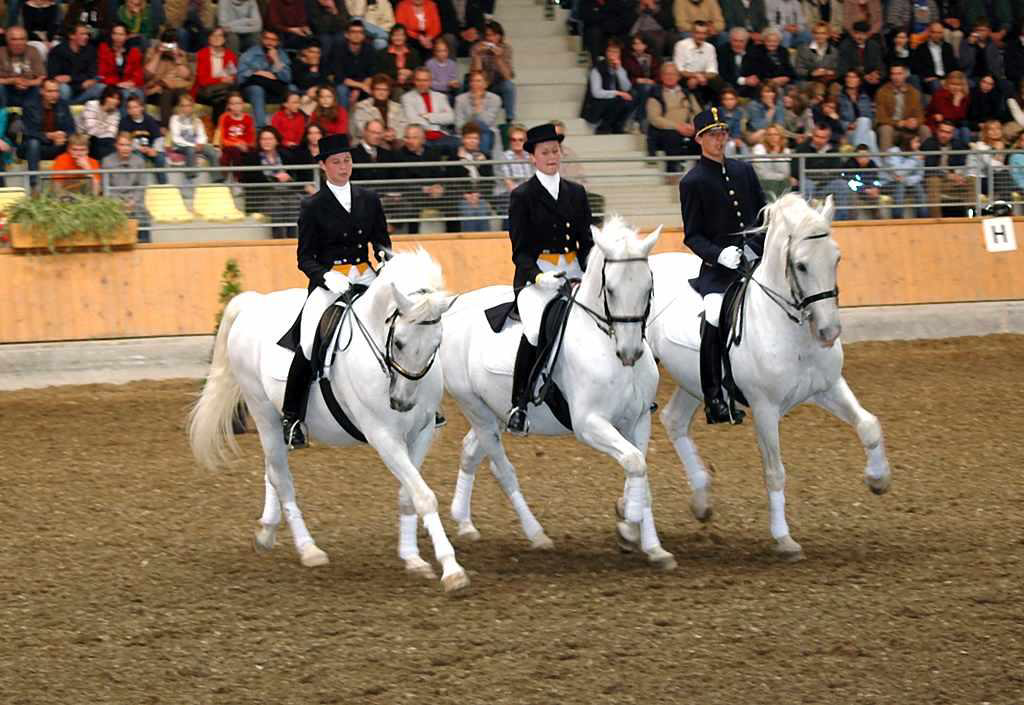 Drei weiße Pferde werden nebeneinander geritten.
